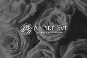 Rose Andre Eve